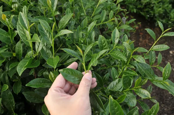 東眼山高山茶-150克(2025年春茶)：圖片 5