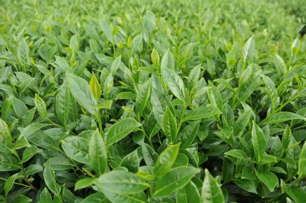 東眼山高山茶-150克(2025年春茶)：圖片 4