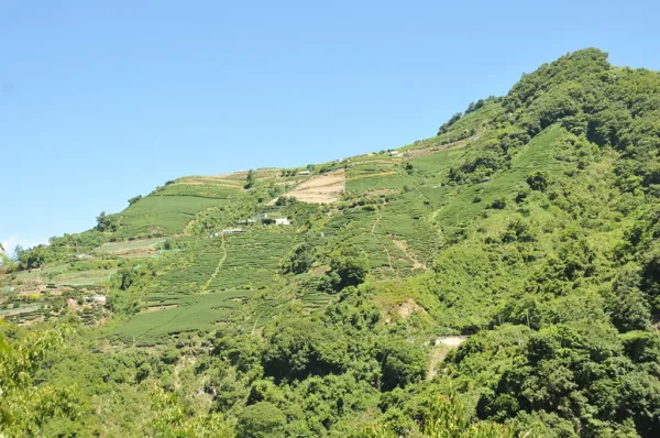 梨山吊橋頭高山茶-150克（2025年春茶）：圖片 6