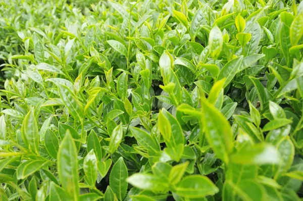 梨山吊橋頭高山茶-150克（2025年春茶）：圖片 5