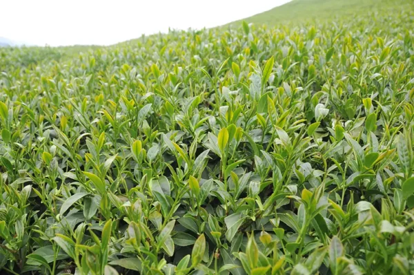 梨山吊橋頭高山茶-150克（2025年春茶）：圖片 4