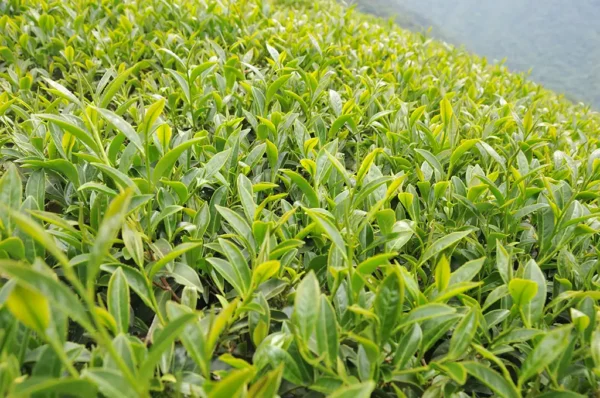 梨山吊橋頭高山茶-150克（2025年春茶）：圖片 3