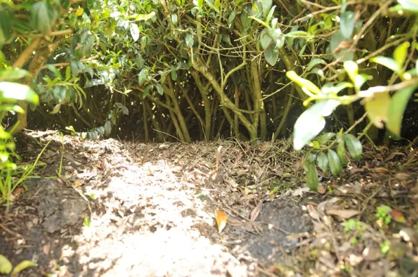 翠峰高山茶-150克(2025年春茶)：圖片 6