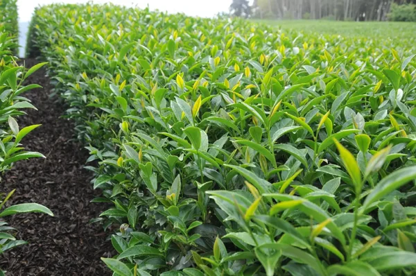 阿里山太和烏龍茶-150克(2025年春茶)：圖片 4