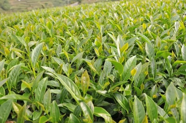 阿里山太和烏龍茶-150克(2025年春茶)：圖片 3