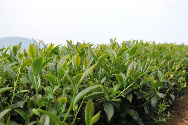 阿里山太和烏龍茶-150克(2025年春茶)：圖片 2