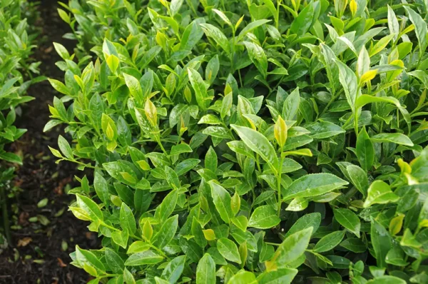 阿里山樟樹湖高山茶-150克(2025年春茶)：圖片 5
