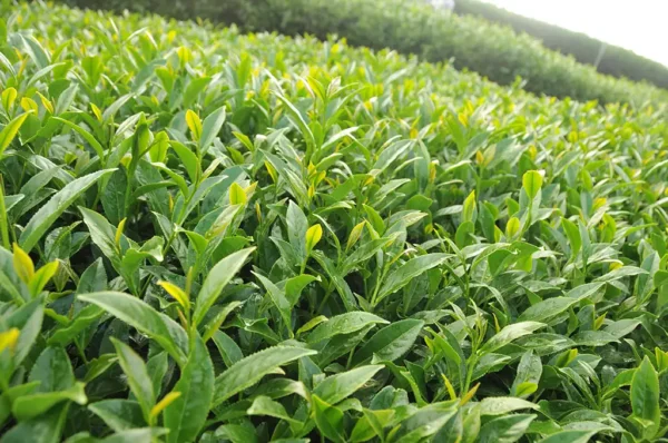 阿里山樟樹湖高山茶-150克(2025年春茶)：圖片 4