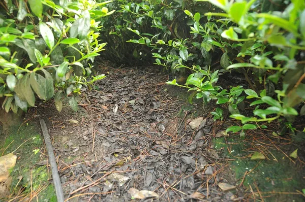 阿里山樟樹湖高山茶-150克(2025年春茶)：圖片 3