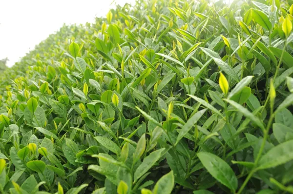 阿里山樟樹湖高山茶-150克(2025年春茶)：圖片 2