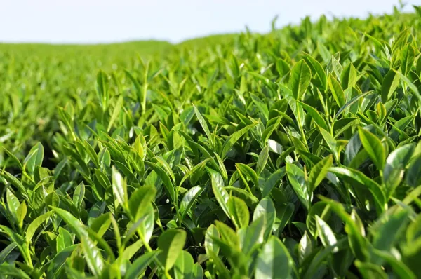 阿里山石棹烏龍茶(中午採)-150克(2025年春茶)：圖片 5