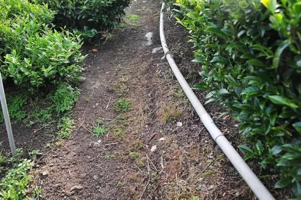 阿里山石棹烏龍茶(中午採)-150克(2025年春茶)：圖片 4