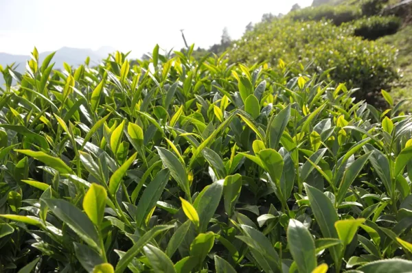 阿里山石棹烏龍茶(中午採)-150克(2025年春茶)：圖片 3