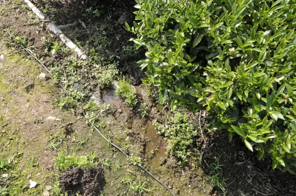 阿里山石棹烏龍茶(中午採)-150克(2025年春茶)：圖片 2