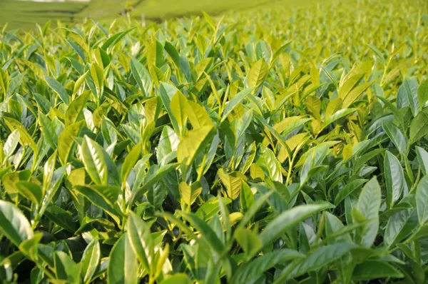 馬烈霸高山茶-150克(2025年春茶)：圖片 2
