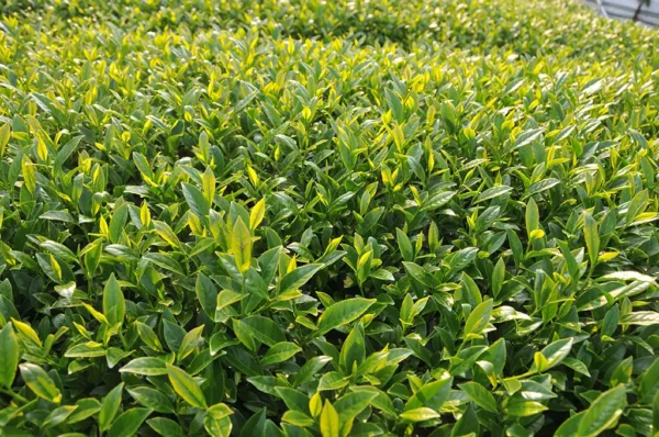 馬烈霸高山茶-150克(2025年春茶)：圖片 7