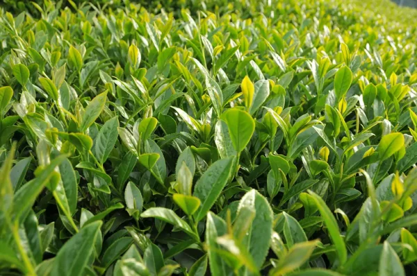 馬烈霸高山茶-150克(2025年春茶)：圖片 6