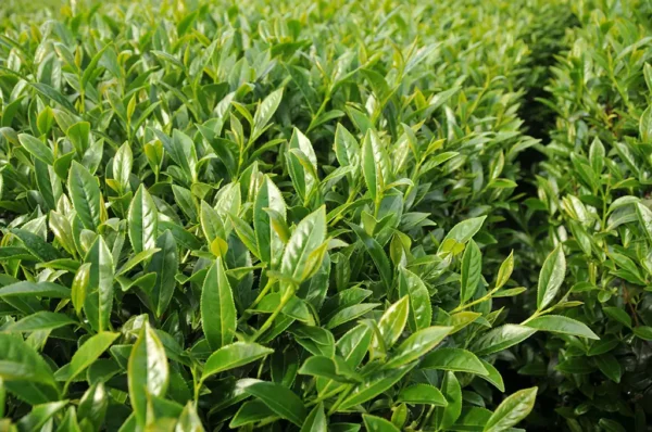 馬烈霸高山茶-150克(2025年春茶)：圖片 5