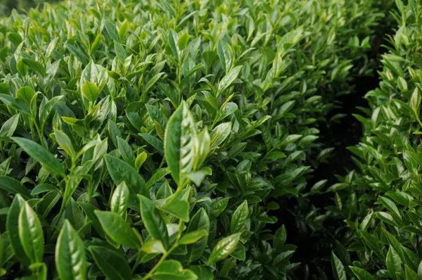 馬烈霸高山茶-150克(2025年春茶)：圖片 4