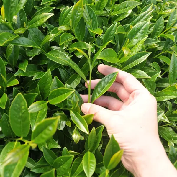 碧綠溪高山茶-150克(2025年春茶) - 廖長興茶業
