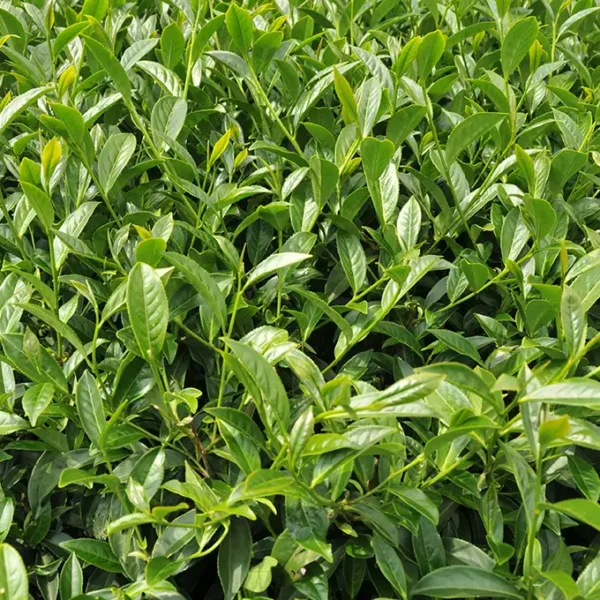 碧綠溪高山茶-150克(2025年春茶) - 廖長興茶業