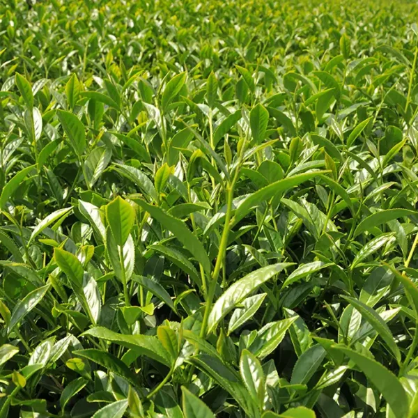 碧綠溪高山茶-150克(2025年春茶) - 廖長興茶業