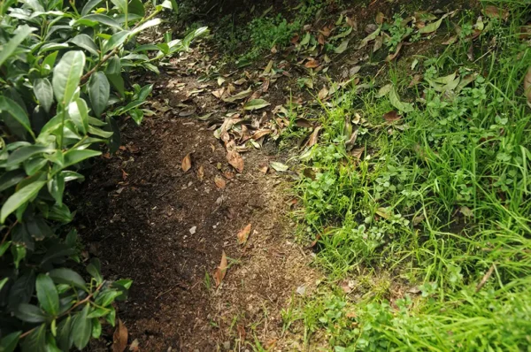 梨山華崗高山茶-150克(2025年春茶)：圖片 8