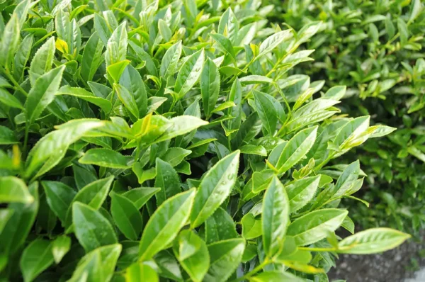 梨山華崗高山茶-150克(2025年春茶)：圖片 7