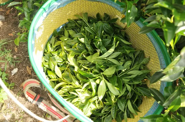 梨山華崗高山茶-150克(2025年春茶)：圖片 6