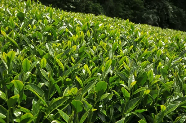梨山華崗高山茶-150克(2025年春茶)：圖片 5
