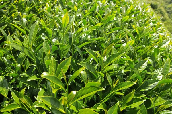 梨山華崗高山茶-150克(2025年春茶)：圖片 4