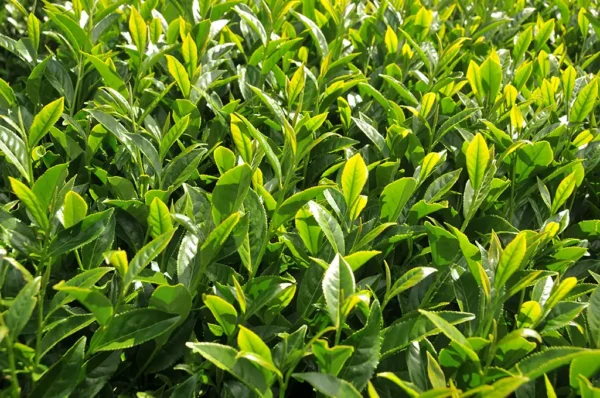 梨山華崗高山茶-150克(2025年春茶)：圖片 3