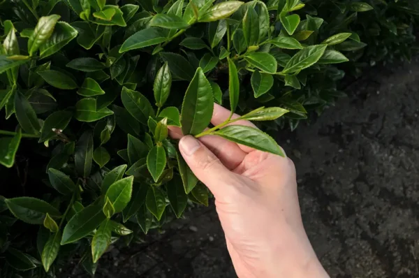 梨山華崗高山茶-150克(2025年春茶)：圖片 2