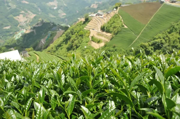 合歡山梅峰高山茶-150克(2025年春茶)：圖片 8