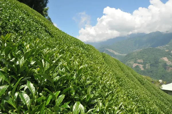 合歡山梅峰高山茶-150克(2025年春茶)：圖片 7
