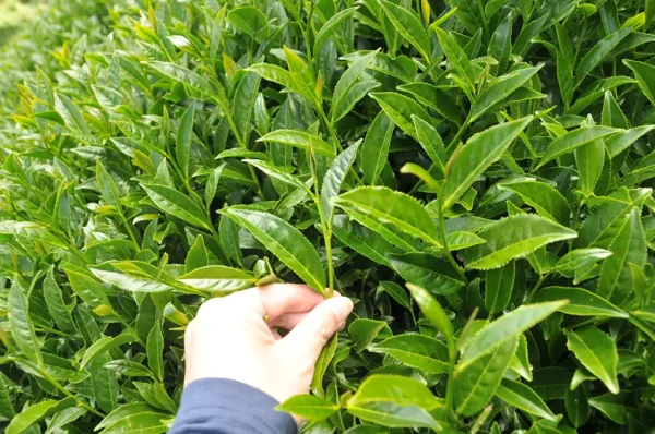 合歡山梅峰高山茶-150克(2025年春茶)：圖片 6
