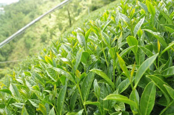 合歡山梅峰高山茶-150克(2025年春茶)：圖片 9