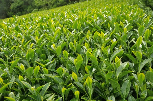 合歡山梅峰高山茶-150克(2025年春茶)：圖片 4
