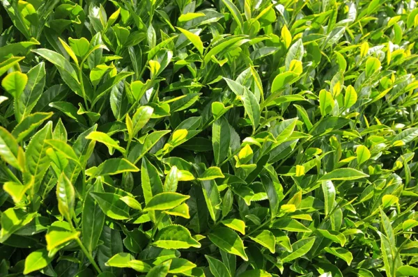 新佳陽高山茶-150克(2025年春茶)：圖片 6