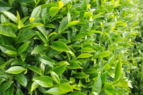 新佳陽高山茶-150克(2025年春茶)：圖片 5