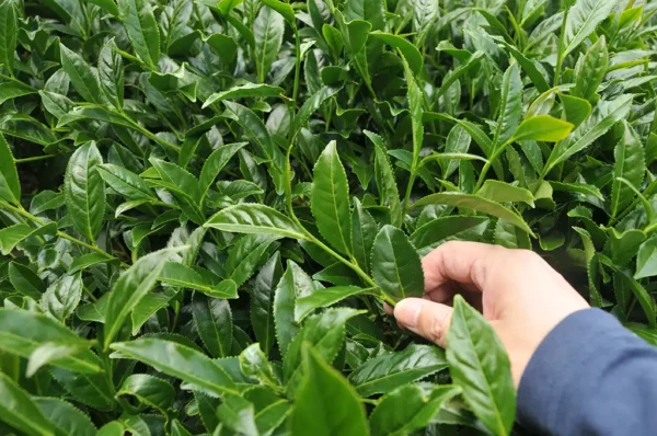 新佳陽高山茶-150克(2025年春茶)：圖片 4