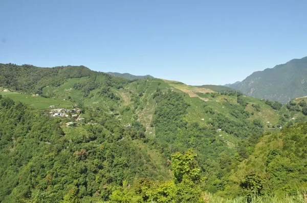新佳陽高山茶-150克(2025年春茶)：圖片 3