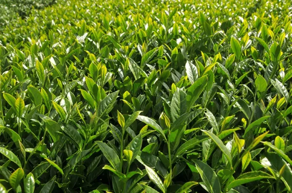 新佳陽高山茶-150克(2025年春茶)：圖片 2