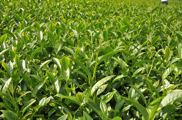 碧綠溪高山茶-150克(2025年春茶)：圖片 4