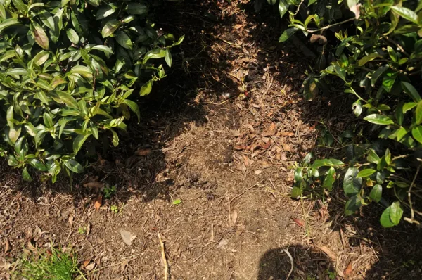 碧綠溪高山茶-150克(2025年春茶)：圖片 5