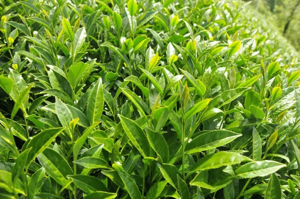 碧綠溪高山茶-150克(2025年春茶)：圖片 6