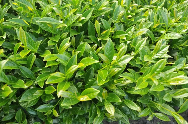 碧綠溪高山茶-150克(2025年春茶)：圖片 7