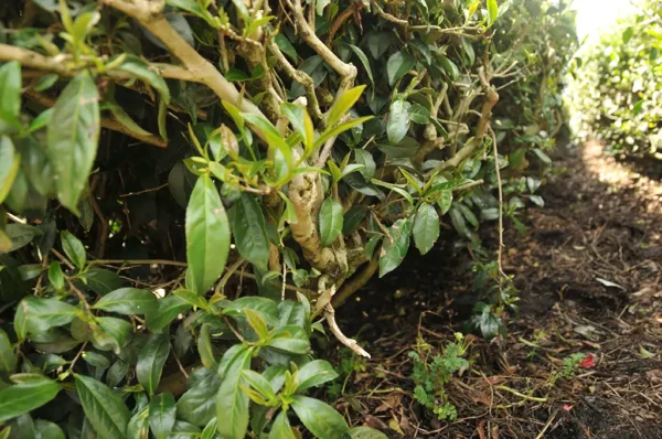 碧綠溪高山茶-150克(2025年春茶)：圖片 8
