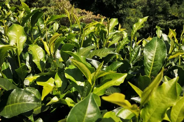 台茶18號紅玉紅茶-150克(2025年)：圖片 4