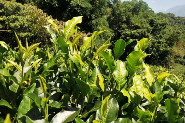 台茶18號紅玉紅茶-150克(2025年)：圖片 3